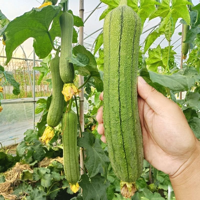 兴蔬新美佳丝瓜种子果皮绿色靓丽油丝瓜种籽早熟丰产春夏秋播