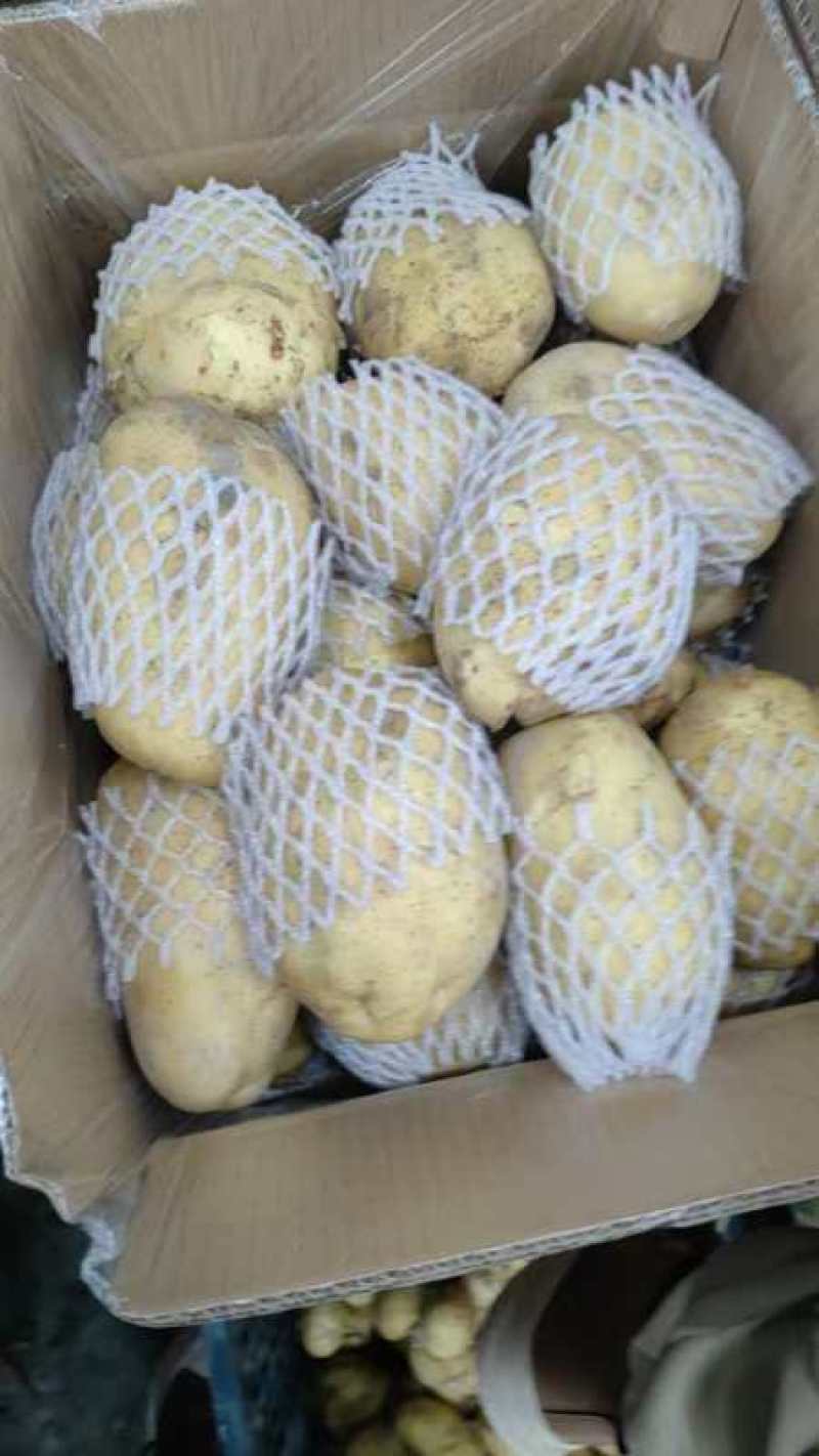 黄心土豆，一级二级三级！货源充足！