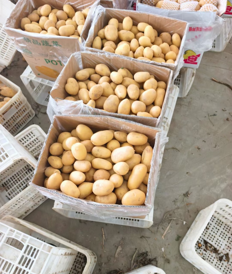 黄心土豆，一级二级三级！货源充足！