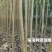 【诚信商家】107速生杨树苗货源充足量大从优