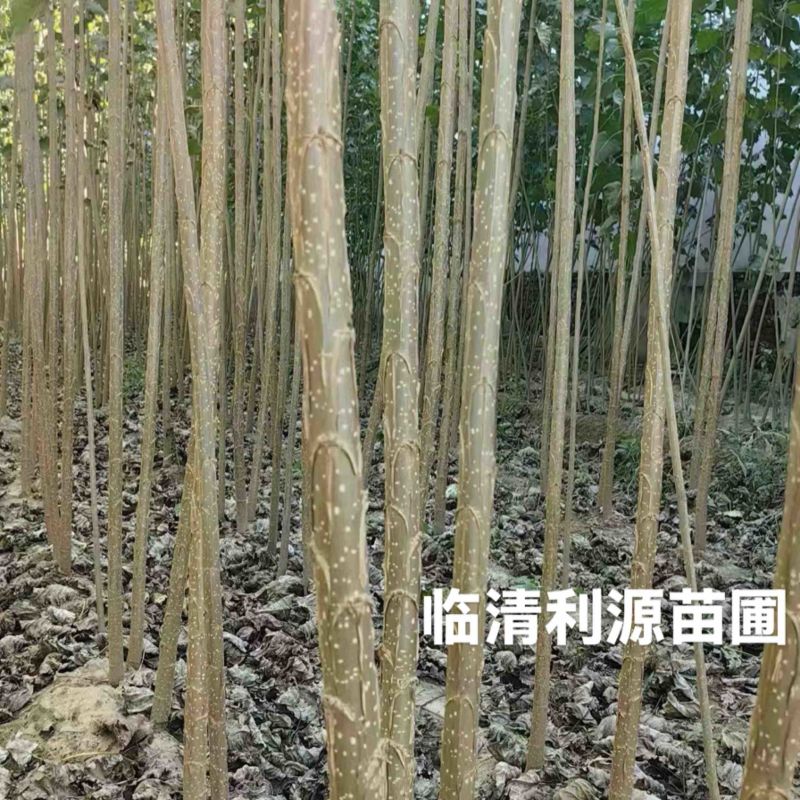 【诚信商家】107速生杨树苗货源充足量大从优