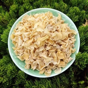 大别山金寨白玉木耳