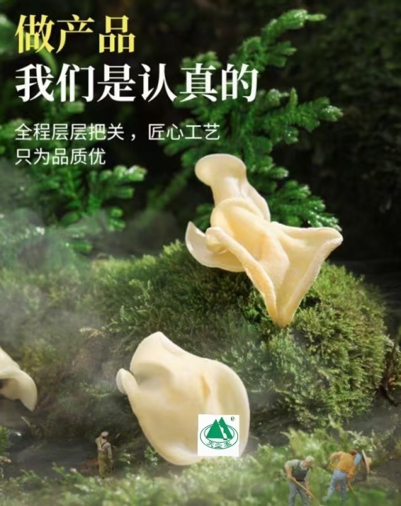 大别山金寨白玉木耳