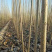 【诚信商家】107速生杨树苗货源充足量大从优