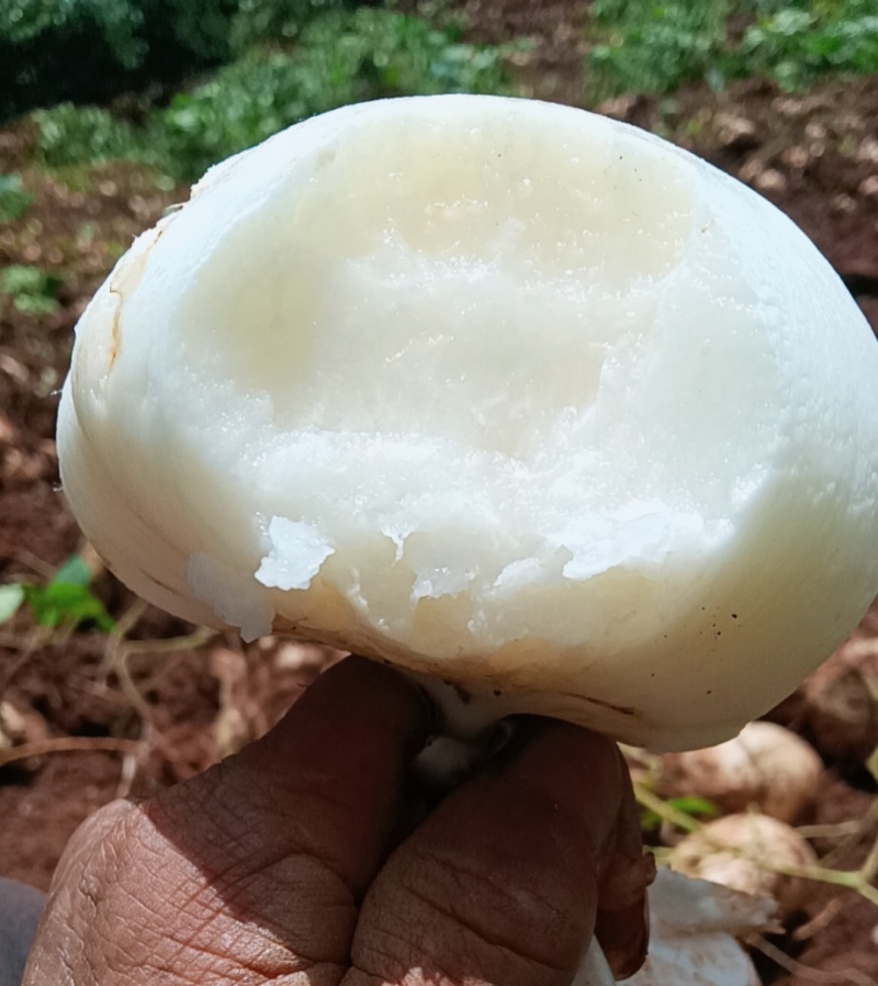 冕宁里庄红土种的水果土瓜自己家的不是代卖哈