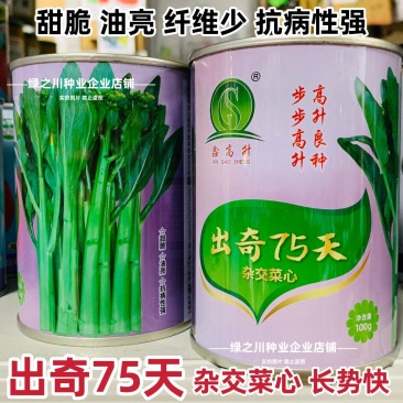 广东四季菜心种子出奇75天油绿菜心种子尖叶杂交甜脆油菜苔