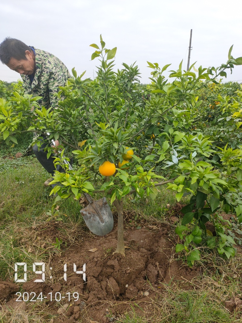 2公分的爱媛38果冻橙苗，爱媛38苗，爱媛38号苗