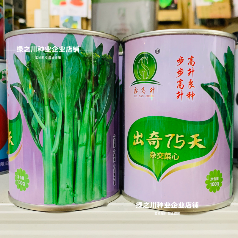 广东四季菜心种子出奇75天油绿菜心种子尖叶杂交甜脆油菜苔