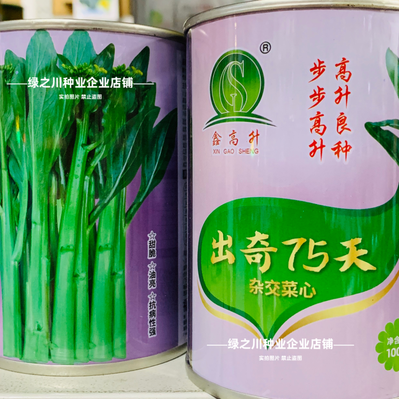广东四季菜心种子出奇75天油绿菜心种子尖叶杂交甜脆油菜苔