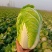 湖北大白菜丨卷心大白菜丨黄心大白菜丨白菜大量供货