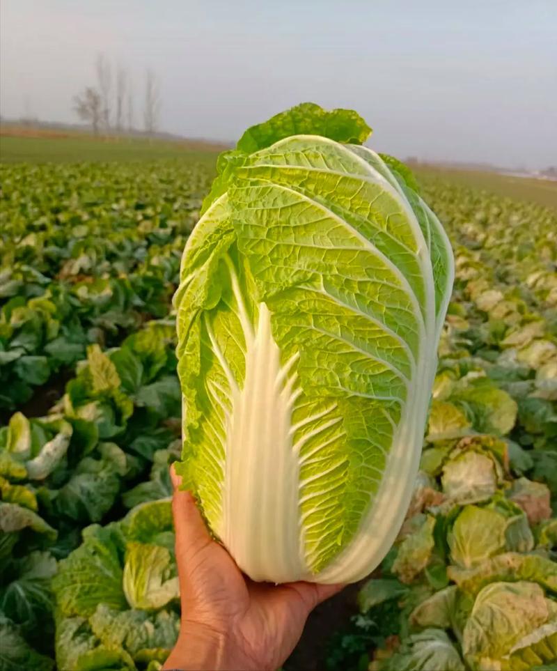 湖北大白菜丨卷心大白菜丨黄心大白菜丨白菜大量供货