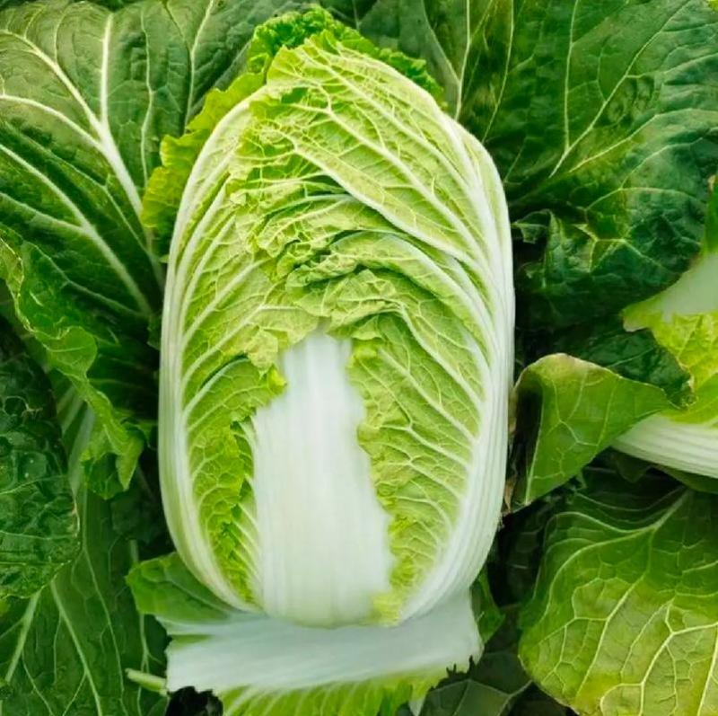 湖北大白菜丨卷心大白菜丨黄心大白菜丨白菜大量供货
