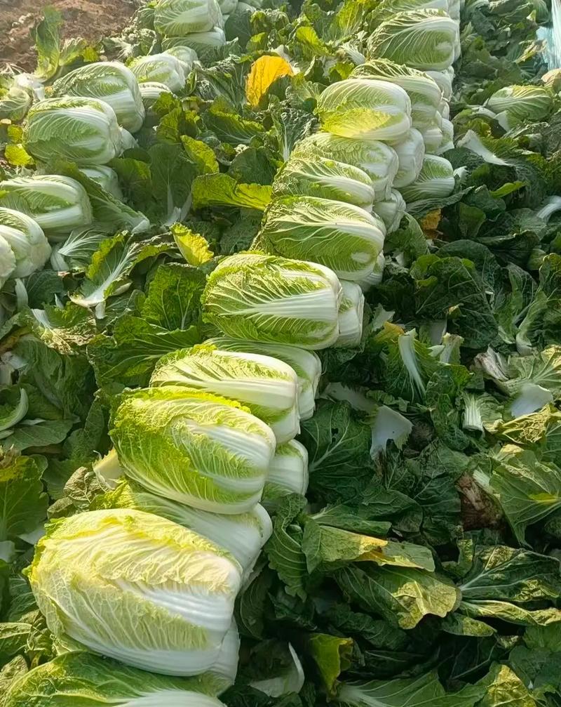 湖北大白菜丨卷心大白菜丨黄心大白菜丨白菜大量供货