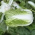 湖北大白菜丨卷心大白菜丨黄心大白菜丨白菜大量供货