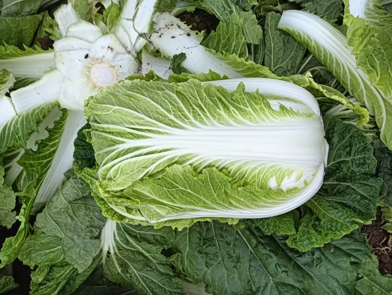 湖北大白菜丨卷心大白菜丨黄心大白菜丨白菜大量供货