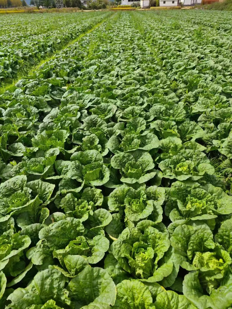 湖北大白菜丨卷心大白菜丨黄心大白菜丨白菜大量供货