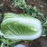 湖北大白菜丨卷心大白菜丨黄心大白菜丨白菜大量供货