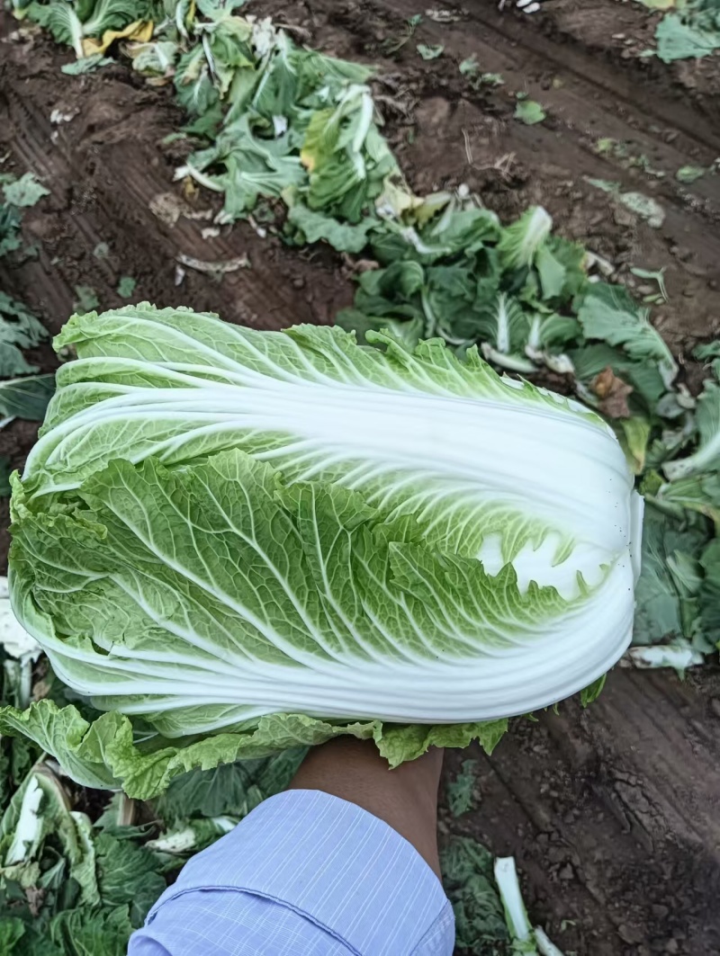 湖北大白菜丨卷心大白菜丨黄心大白菜丨白菜大量供货
