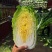 湖北大白菜丨卷心大白菜丨黄心大白菜丨白菜大量供货