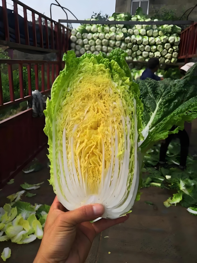 湖北大白菜丨卷心大白菜丨黄心大白菜丨白菜大量供货