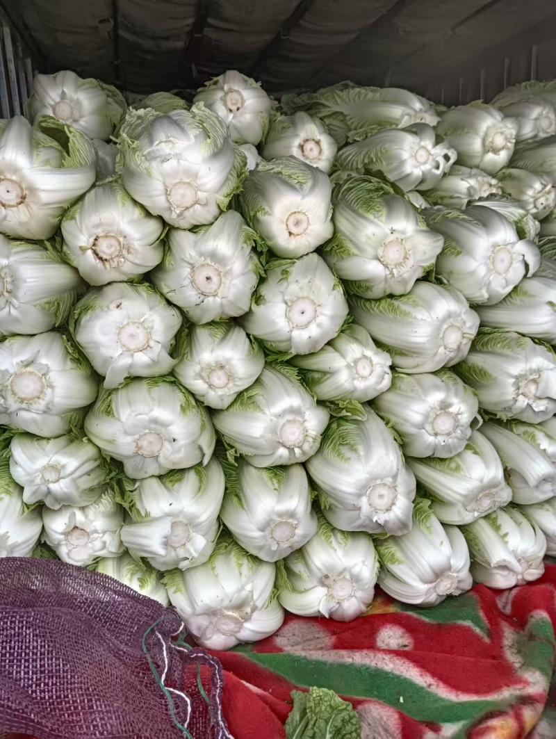 湖北大白菜丨卷心大白菜丨黄心大白菜丨白菜大量供货