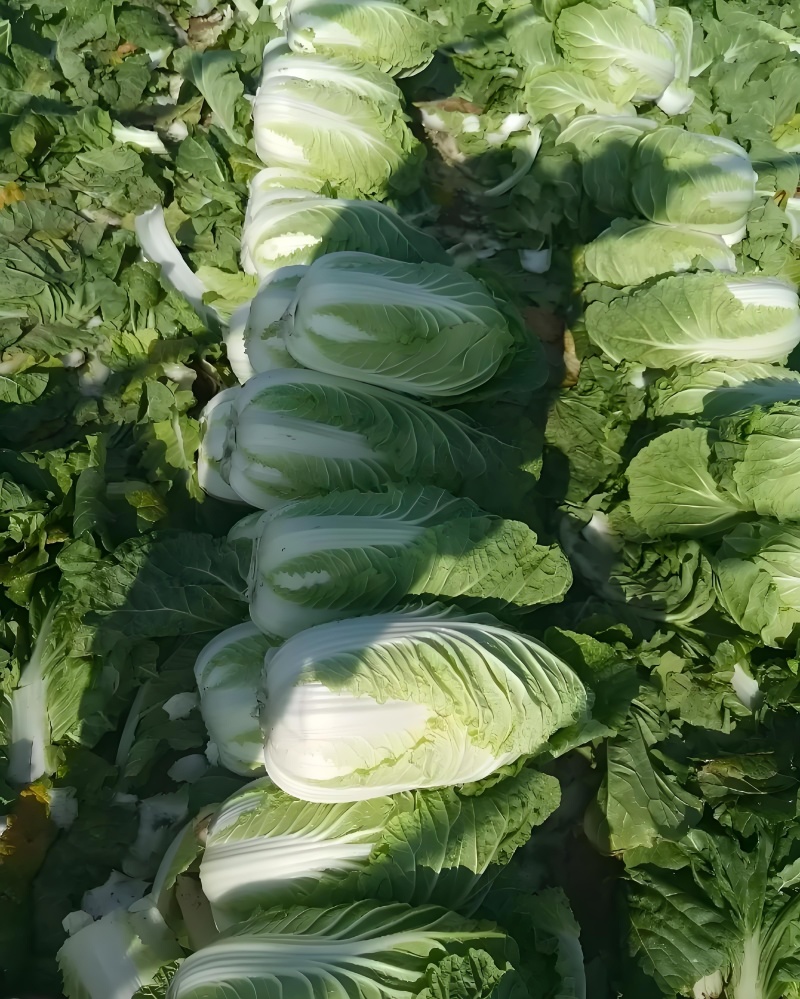 湖北大白菜丨卷心大白菜丨黄心大白菜丨白菜大量供货