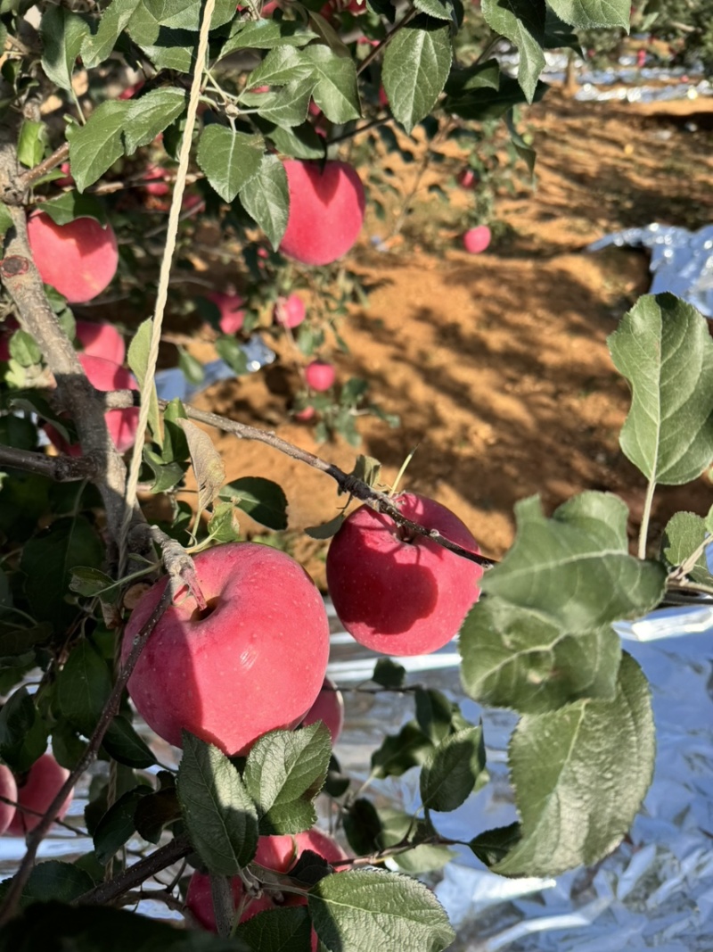 绥中红富士苹果代办