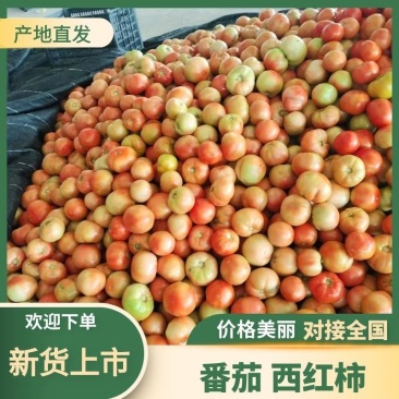 西红柿大量上市产地直发一手货源全国供货欢迎来电