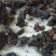 桦树茸黑晶，产地直发品质保证欢迎采购下单来电咨询