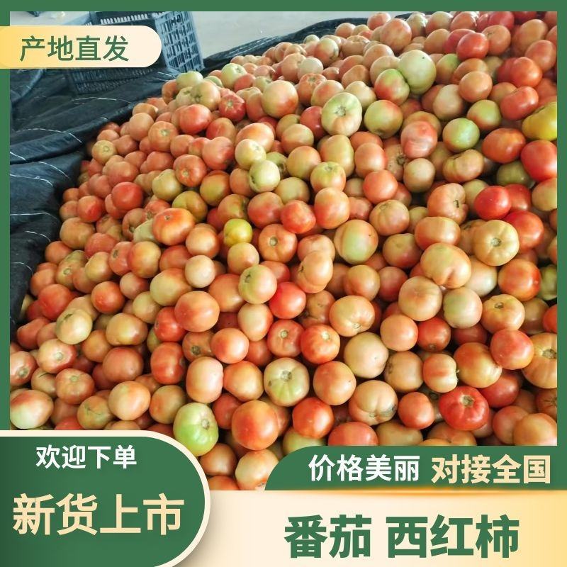 西红柿大量上市产地直发一手货源全国供货欢迎来电