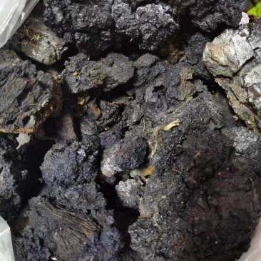 桦树茸黑晶，产地直发品质保证欢迎采购下单来电咨询