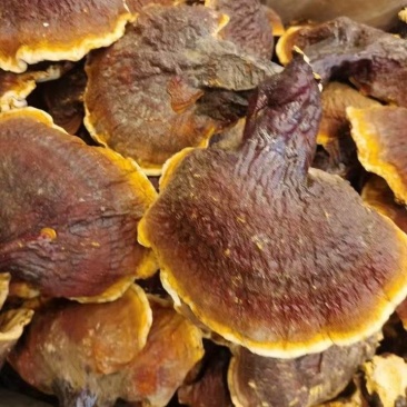 松下灵芝，东北特产产地直供一手货源规格齐全