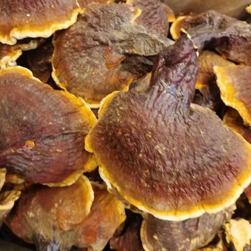 松下灵芝，东北特产产地直供一手货源规格齐全
