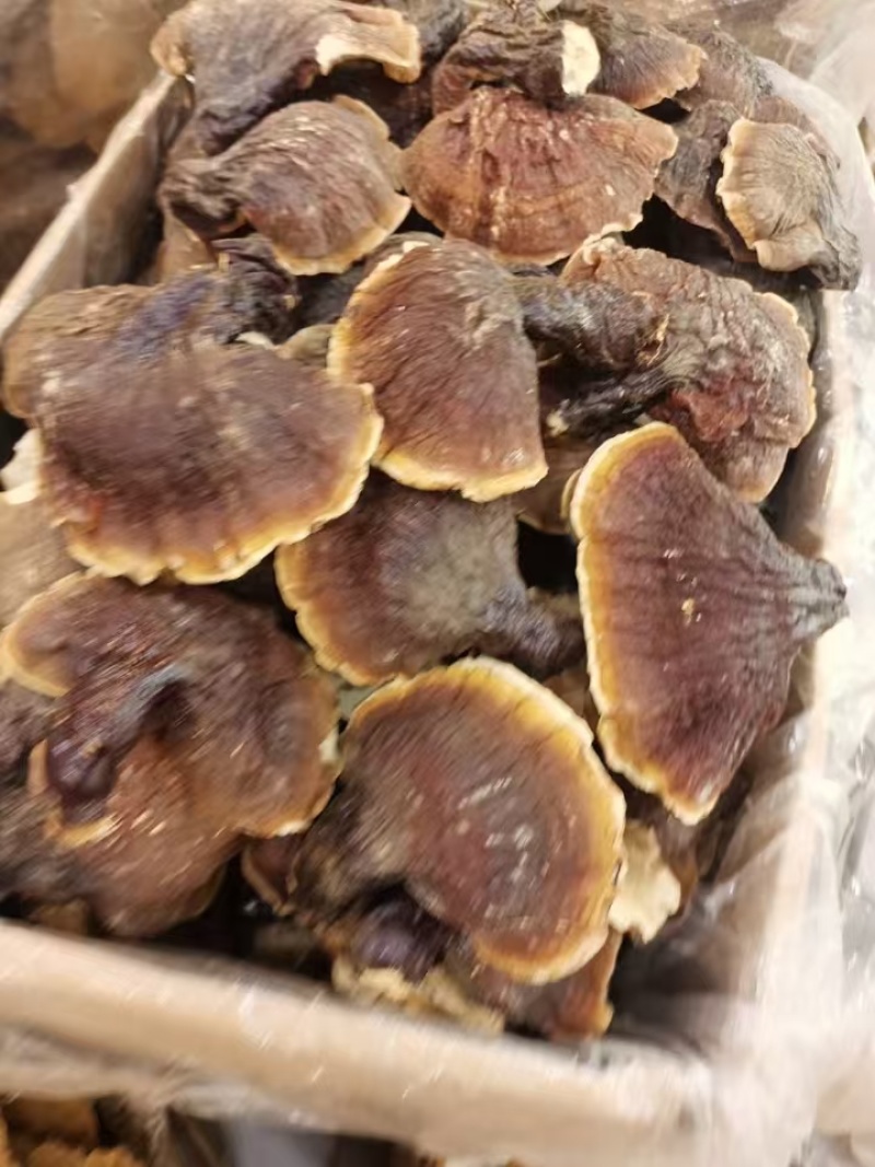 松下灵芝，东北特产产地直供一手货源规格齐全