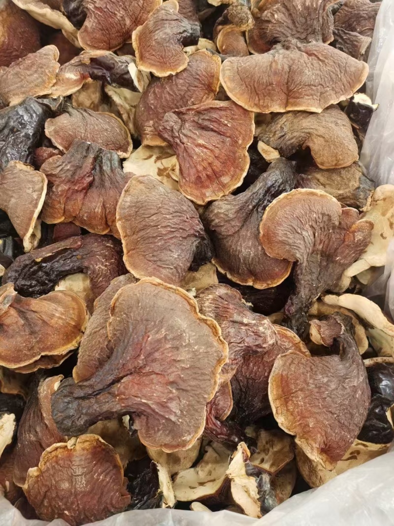松下灵芝，东北特产产地直供一手货源规格齐全