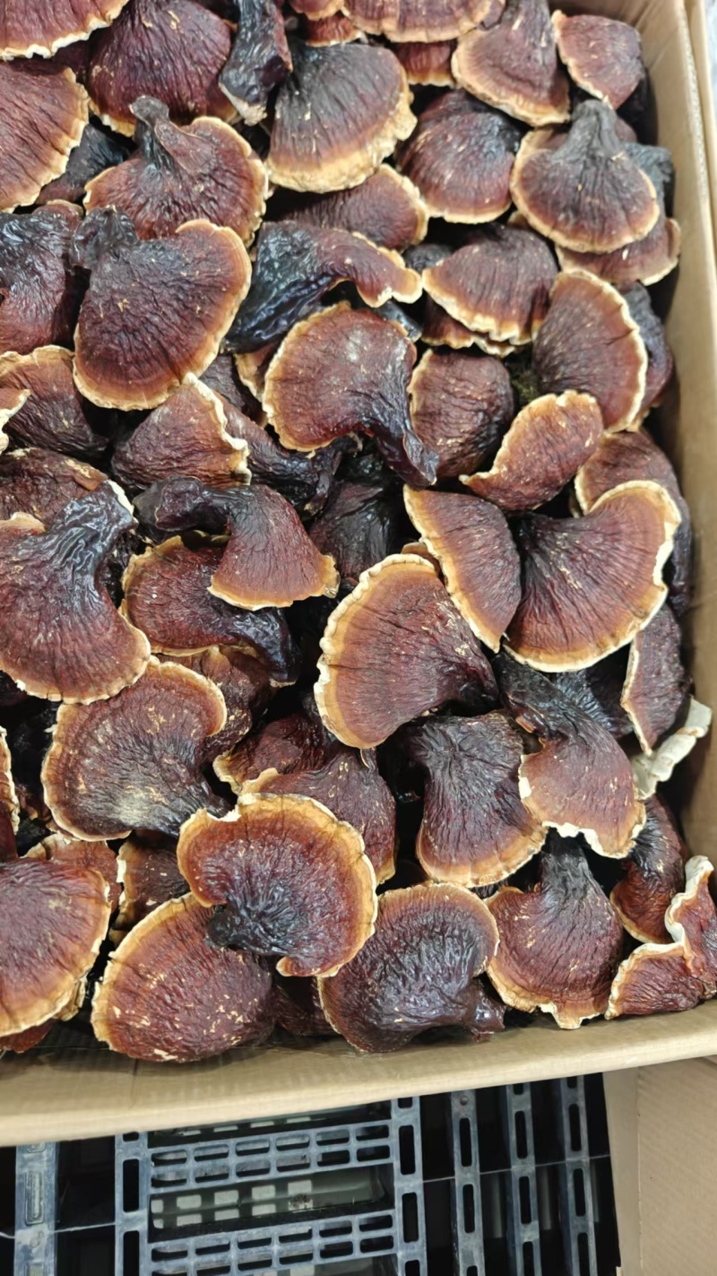 松下灵芝，东北特产产地直供一手货源规格齐全