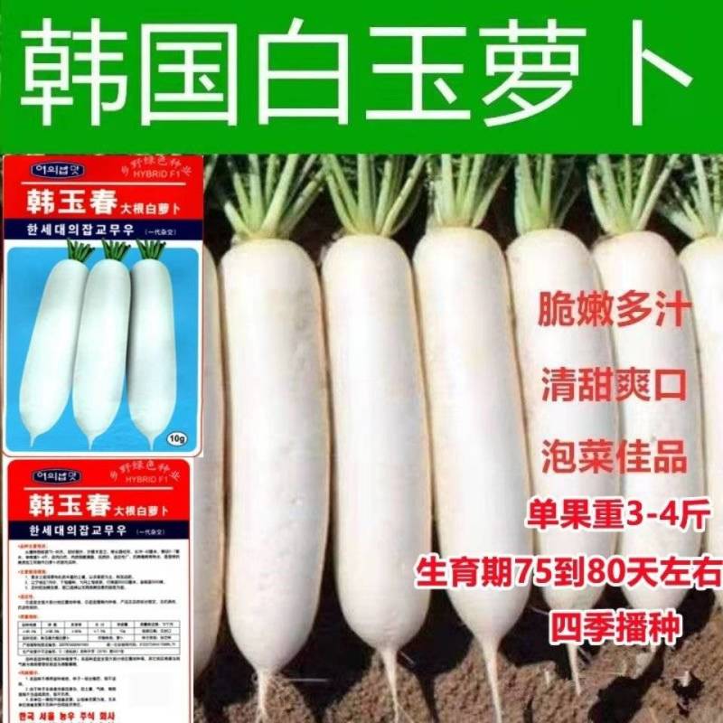 （包邮）韩国进口春白玉白萝卜种子四季播耐抽薹
