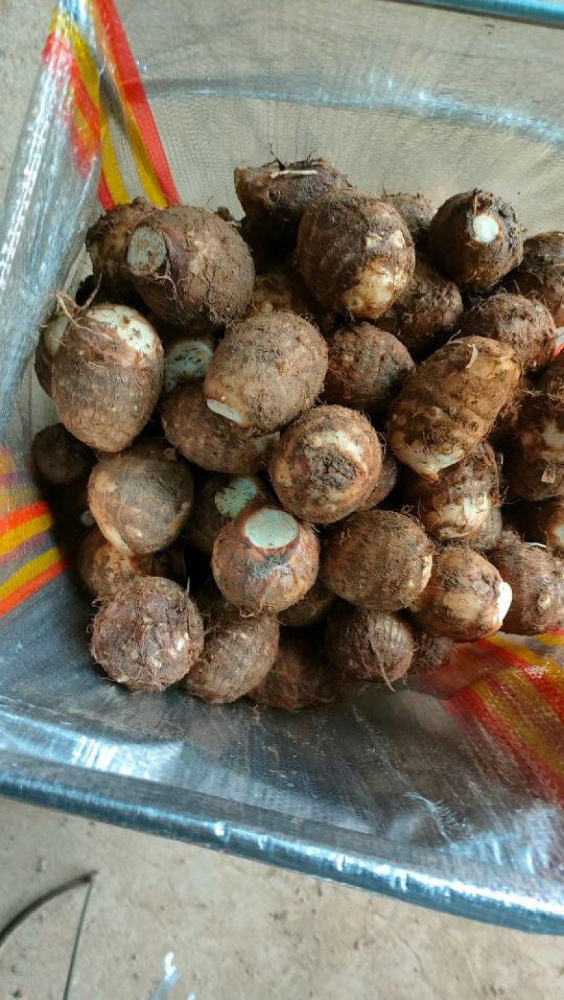 山东芋头毛芋头万亩基地品质保证实拍照片代发全国
