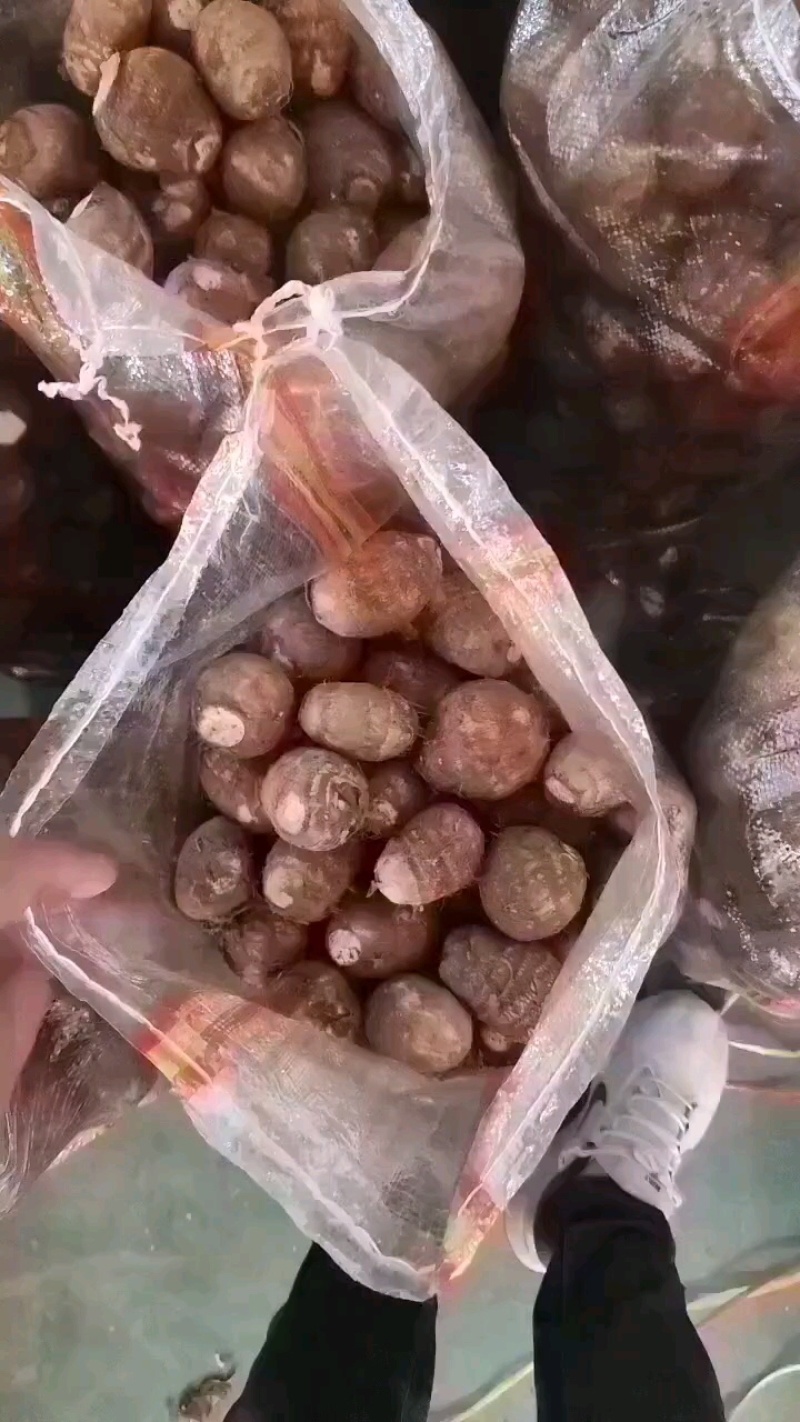 山东芋头毛芋头万亩基地品质保证实拍照片代发全国