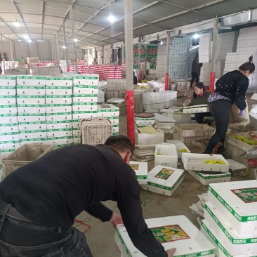 博洋61甜瓜超越六一盘古蜜蜜园72甜瓜种植产地口感好量大