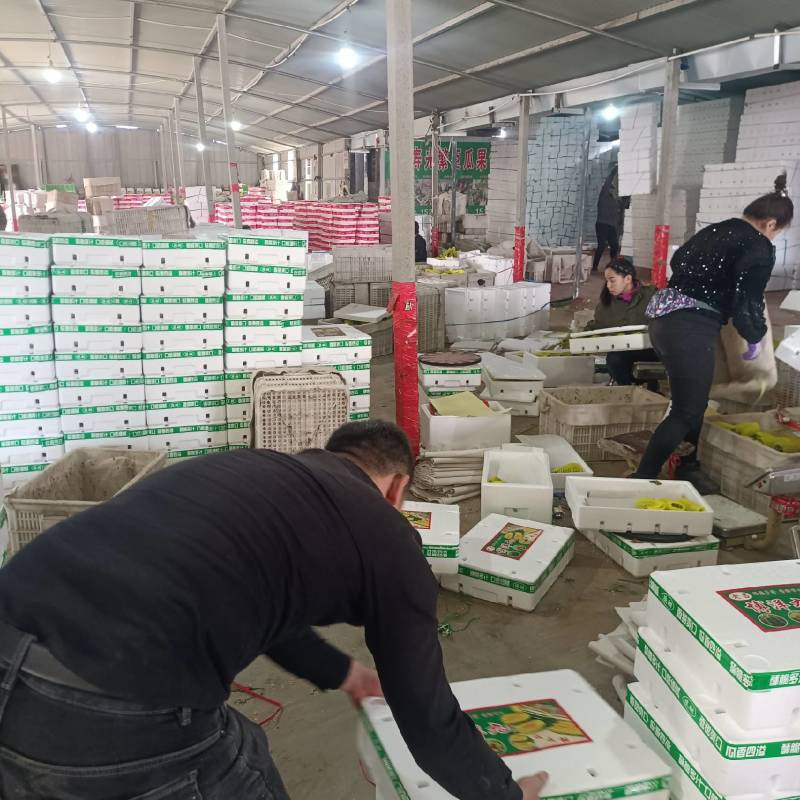博洋61甜瓜超越六一盘古蜜蜜园72甜瓜种植产地口感好量大