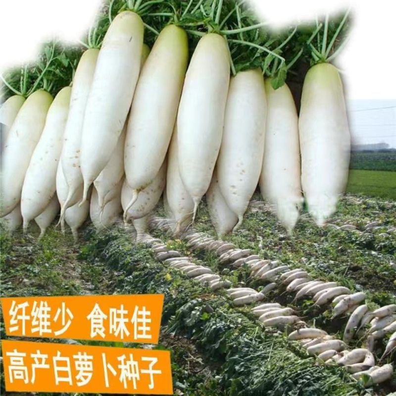 （包邮）韩国进口春白玉白萝卜种子四季播耐抽薹