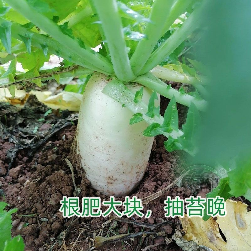 （包邮）韩国进口春白玉白萝卜种子四季播耐抽薹