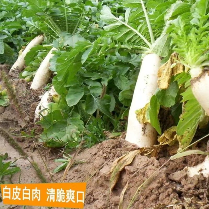（包邮）韩国进口春白玉白萝卜种子四季播耐抽薹