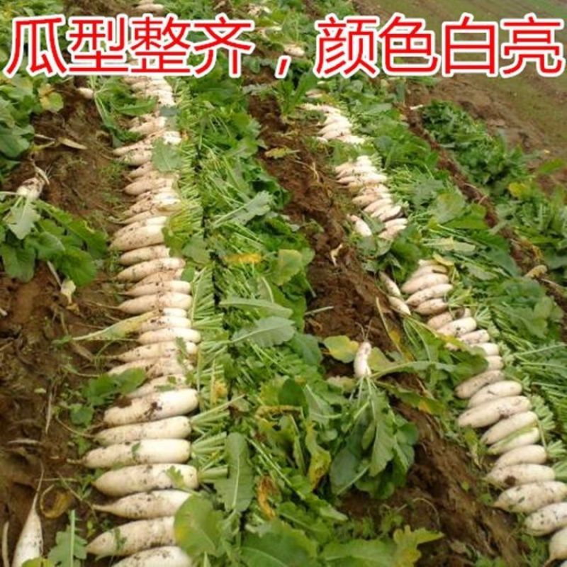 （包邮）韩国进口春白玉白萝卜种子四季播耐抽薹