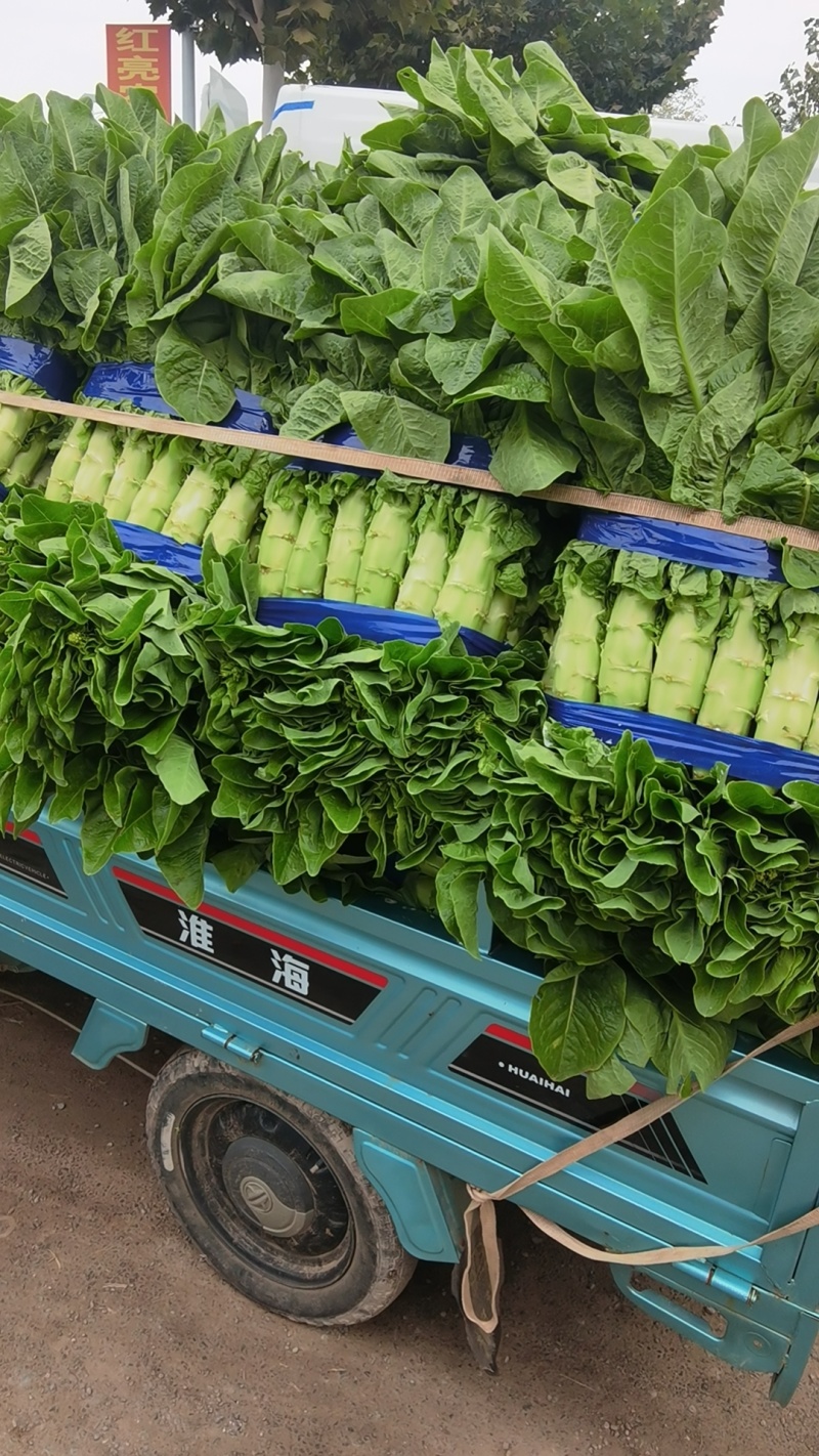 万亩三青圆叶莴笋，青皮青肉，大量上市，质量保证