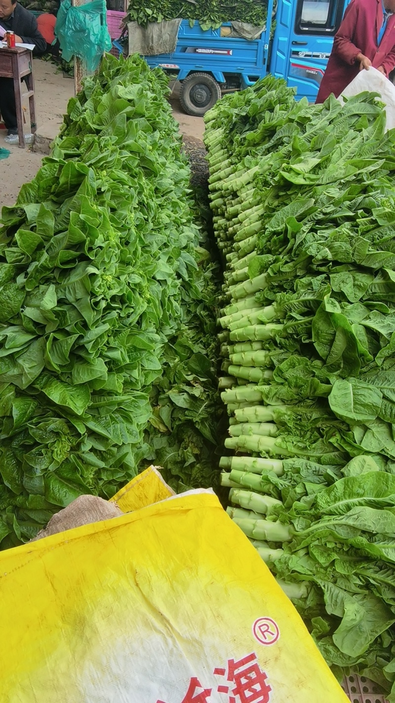 万亩三青圆叶莴笋，青皮青肉，大量上市，质量保证
