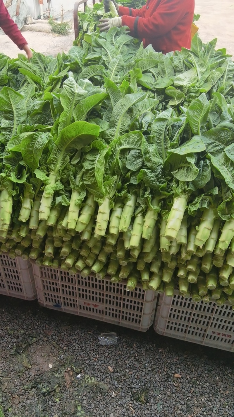 万亩三青圆叶莴笋，青皮青肉，大量上市，质量保证