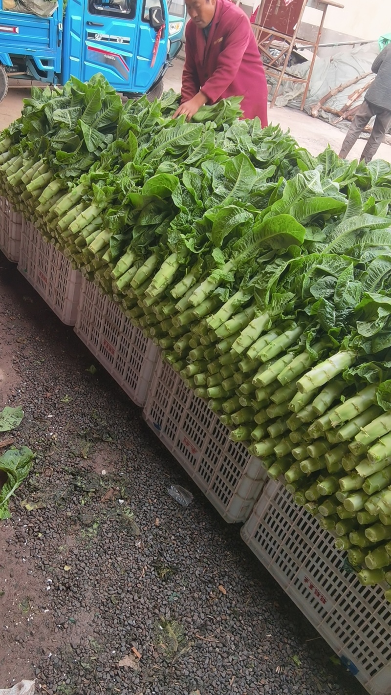 万亩三青圆叶莴笋，青皮青肉，大量上市，质量保证