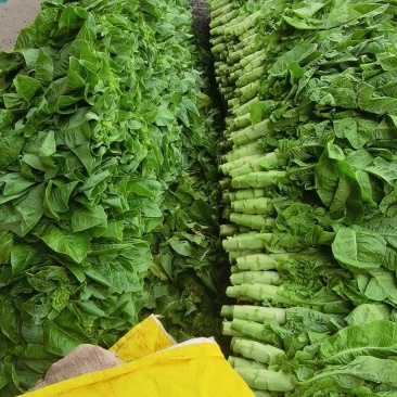 万亩三青圆叶莴笋，青皮青肉，大量上市，质量保证